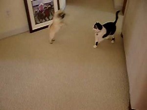 Pug Vs. Cat Fight