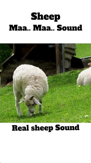 Real Sheep Sound ❤ #sheep #animalsounds #short