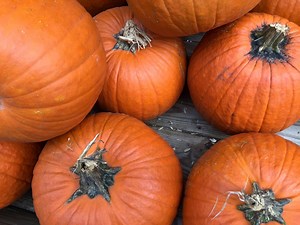 Here Is The Best Pumpkin Patch In New York