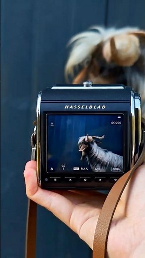 Tap to Reveal the Detail | Hasselblad 907X & CFV 100C Display