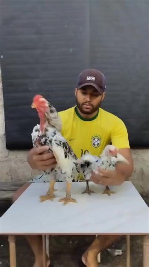 Raça Asil Reza #galináceos #criatorio #preservação #brasil #viral #viralvideos #viralreels