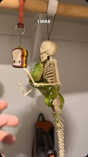 Mr. Frogger being noisy #etb #emeraldtreeboa #emerald #boa #boas #boasofinstagram #northernemeraldtreeboa snake #snakes #snek #reptile #reptiles #reptilesofinstagram #reptilelover #reptilekeeper #pet #pets #daily #instagram #tiktok #reels #cute #fun #happy #boise #idaho | Black Lake Reptiles