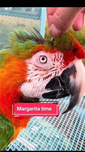 Exploring Pin Feathers on Parrots