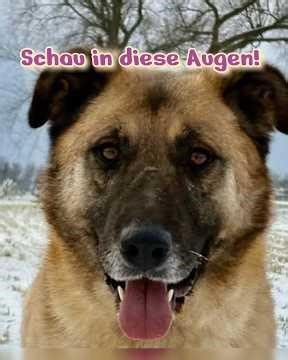 BENNO - sieht mehr als Du denkst! #zuhausegesucht #adoptdontshop #hundevermittlung