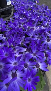 25K views · 2.6K reactions | Beautiful blue flowers… early spring bloomers | The Garden of Eden | Facebook