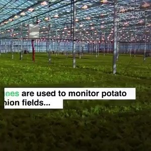 Did you know that the world's second largest food exporter is the Netherlands? This video will give you the answer. A great agriculture! 😍🌷👍 🎥: In video #netherlands #dutch | Love The Netherlands