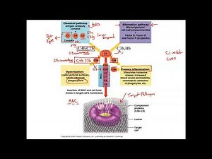 Unit 3, Part 33 Complement System, Classical and Alternative Pathways