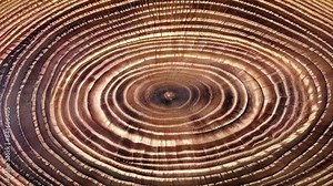 Move or cause to move in a circle around an axis or center. A close-up view of a tree trunk cross-section, revealing detailed growth rings that radiate outward from the center. Stock Video