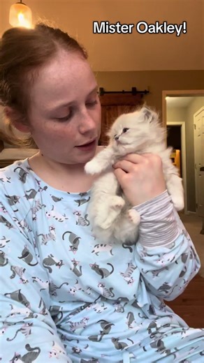 Meet Mr Oakley, the Adorable Lynx Ragdoll Kitten