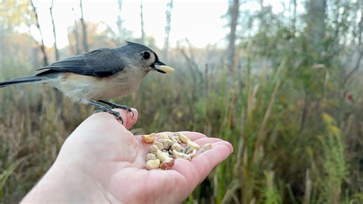 A Tufted Titmouse carefully considers the options before selecting a peanut on a foggy morning at the Hand of Snacks. | Jocelyn Anderson Photography