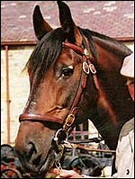 Danger for UK's "critically" rare breed - Horse & Hound