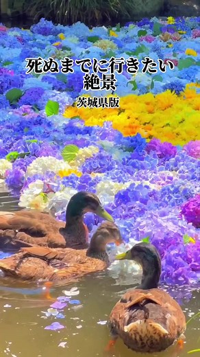 みなさんのおすすめの茨城県スポットを教えてください🥰 #茨城県 #茨城絶景 #茨城観光 #絶景スポット #観光スポット #観光地の一つ #日本の絶景 #日本の絶景 #japantravel #絶景 #国内旅行 #雨引観音 #国営ひたち海浜公園 #高戸小浜海岸