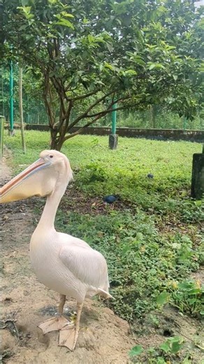 Pelican Bird -What's doing?