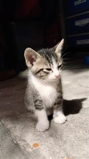 Tuxedo cat loves to doze off #kitten #cat #studywithmeandmycat #kitty #cute