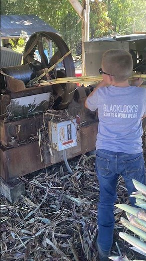 Making Sweet Sorghum Syrup