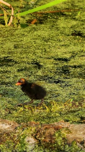 Adorable Common Gallinule Chicks at Snack Time