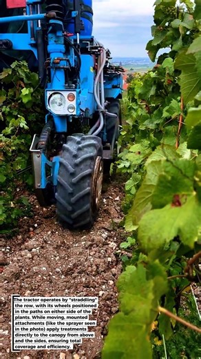 The "Floating" Tractor of the Vineyards! 🍇🚜