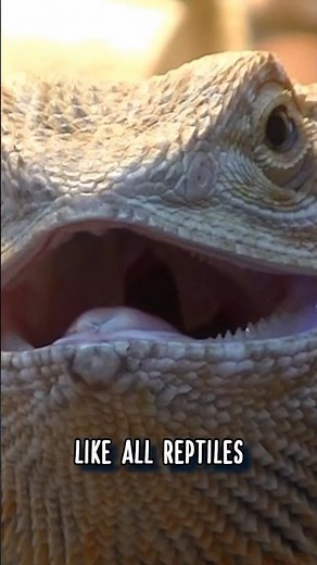 How Bearded Dragons COOL OFF 👄 Animal Fact Files #facts #animals #wildlife
