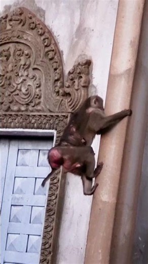 STEELY and Mama STEPHANIE Climb Up Higher Temple For Afternoon Relaxing #babymonkey #animallife