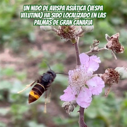 🛑 EL AVISPÓN ASIÁTICO EN CANARIAS!! Activada la alerta de REDEXOS