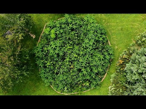 This urban forest becomes self-sufficient in three years