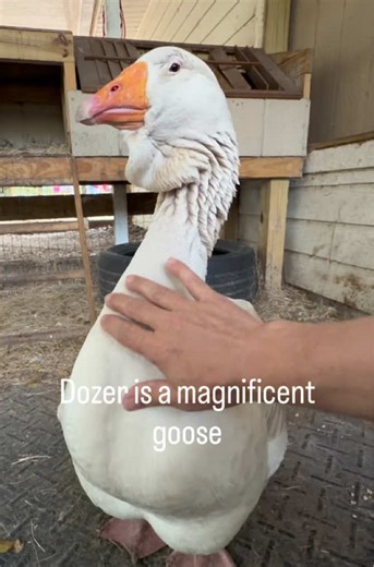 Hugging a Giant Fluffy Goose: Meet Dozer