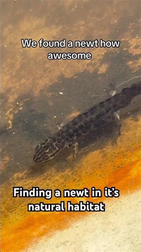 Not many are seen but Today we found a newt in it’s natural habitat and it was an awesome sight