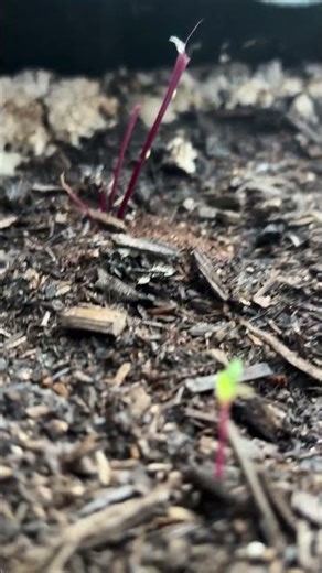 Something Ate My Beet Seedlings! | Garden Pests in Zone 10a