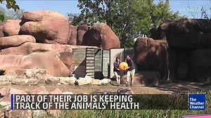 93K views · 342 reactions | Ever wondered what it's like to be a zookeeper? We're celebrating National Zookeeper Week by chatting with two at the Saint Louis Zoo! | The Weather Channel | Facebook