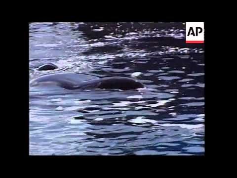 'Free Willy' killer whale Keiko is dead