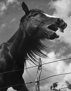 How to Calculate Windload on Permeable Fence | Homesteady