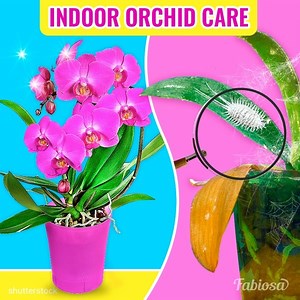 9.9K views · 31 reactions | Basic instructions all orchid owners should know. | Tips & Tricks | Facebook