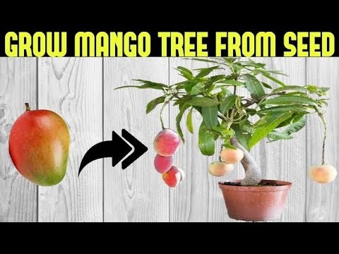Mango tree life cycle | Time lapse | Documentary | MiyasTips