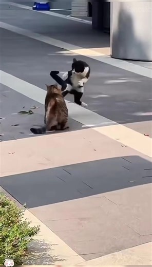 Cats Fighting Compilation: Hilarious Cat Fights