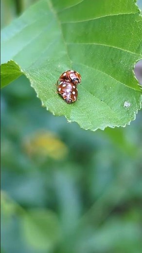 A pair of Cream-spot Ladybirds Calvia quattuordecimguttata getting to know each other #ladybird
