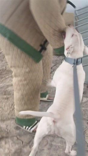 Bull Terrier’s FIRST Protection Session… This Surprised Everyone #ProtectionTraining #DogTraining