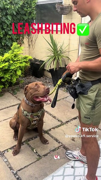 Dog Training Services in Middlesbrough, UK