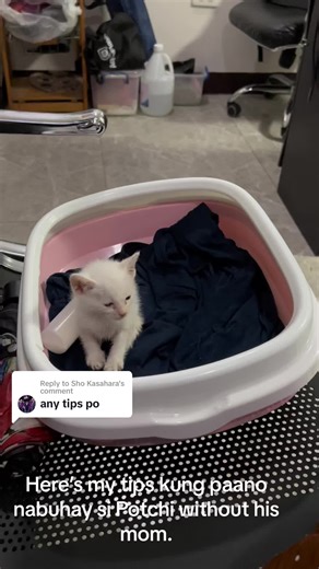 How to Raise a Kitten Without a Mother: Useful Tips for Newborn Kittens