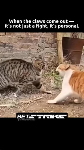Paws vs Claws — The Ultimate Cat Showdown What starts with a stare turns into chaos in seconds. Two cats. One territory. Zero chill. It’s not about size — it’s about confidence, dominance, and the art of the hiss. When felines go to war, the neighborhood watches. Follow for more wild, funny, and epic Animal Wars moments straight from nature’s frontline. If you like Animal Wars and Memes videos:↴ ⚙ We search the internet for the best Animal Wars and Memes content and post it here. ⚒ Check our Pos
