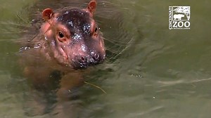 289K views · 397 reactions | Cincinnati Zoo's baby hippo moves to the adult hippo pool as she gets ready to meet the public: https://yhoo.it/2prhz0L (Credit: YouTube/Cincinnati Zoo & Botanical Gardens) | Yahoo Canada | Facebook