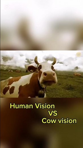 Human Vision Vs Cow Vision 😱#animals #humanvision #cow #difference #shorts
