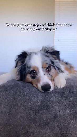 The Special Bond Between Humans and Dogs: A Heartwarming Connection