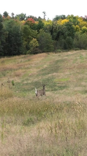 #whitetails #deerhunting #outdoors #nature #fyp | whitetail deer