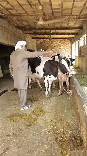 aggressive cow treatment