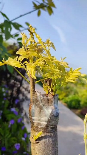 11K views · 93 reactions | Fruit trees should be carefully managed after grafting, and pests and diseases should be prevented and managed in time, so as to... #plants #growth #graftingtechniques #fruittrees #trees #plantsmakepeoplehappy #naturelovers #plantsplantsplants #plantsofinstagram #viralpost #fruitlover #fruitplants #plantslife #treegrafting #farming #fruittrees | Plants Grafting | Facebook