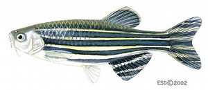 Zebrafish - Alchetron, The Free Social Encyclopedia