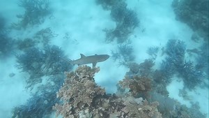 1.8K views · 50 reactions | Meet the Graceful White Tip Reef Shark麗...