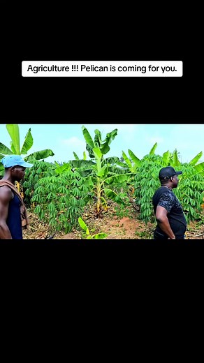 Exploring Our 30 Acres of Cassava and Plantain Farm