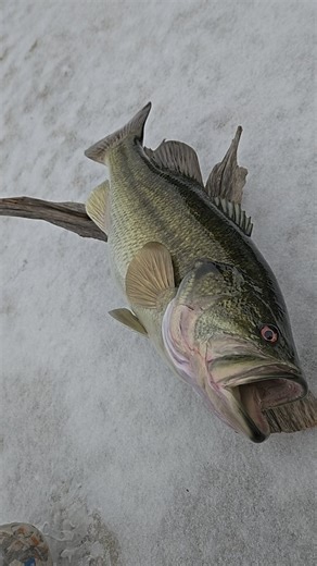 Lawrence Taxidermy Studio on Instagram: "Here's fish 3 of 4 for this Ohio customer. A 23.25" Largemouth Replica. I originally molded this fish years ago for a Missouri customer. Nice shape and cool fish. Happy to use a custom mold and cast whenever I can! Justifies some of the hours spent making them in the first place. Ive used this one 3x now I beliebe. So that's handy. At least thats what I tell myself..... Hope you enjoy. Will post the whole grouping together tomorrow. #fishart #fishreplica