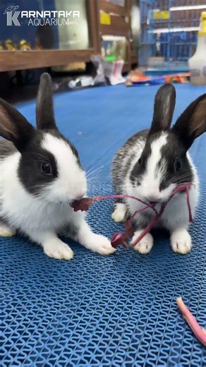 Dutch Rabbits #rodents